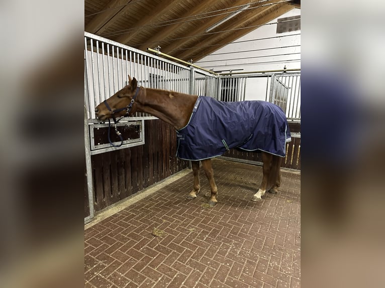 Deutsches Sportpferd Wallach 5 Jahre 164 cm Fuchs in Rheinsberg