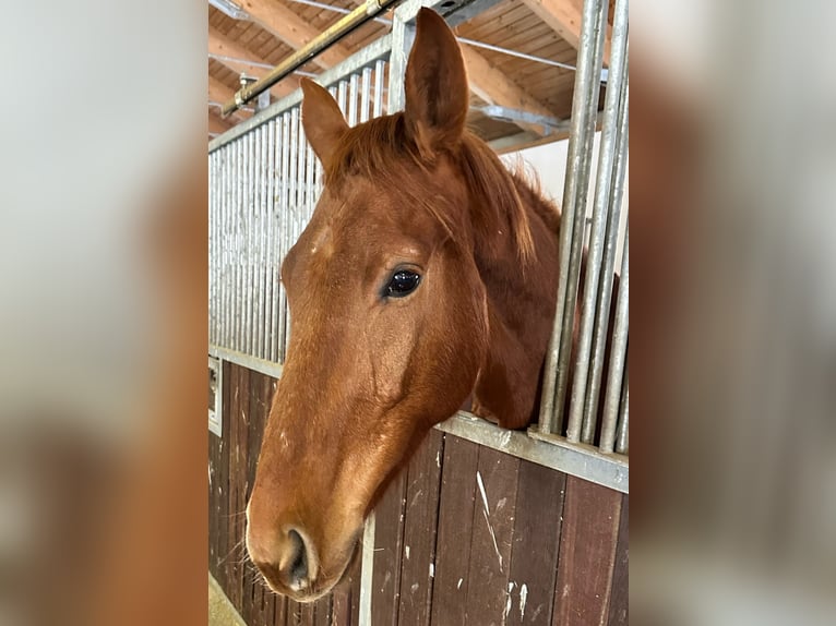 Deutsches Sportpferd Wallach 5 Jahre 164 cm Fuchs in Rheinsberg