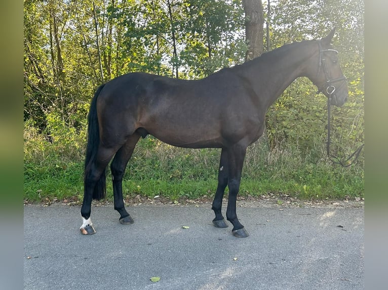 Deutsches Sportpferd Wallach 5 Jahre 164 cm Schwarzbrauner in Ladeburg