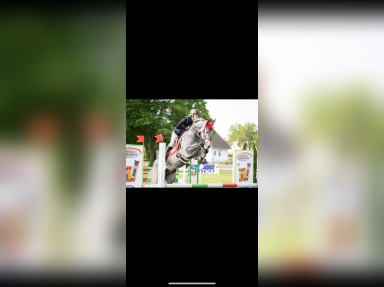 Deutsches Sportpferd Wallach 5 Jahre 165 cm Apfelschimmel in Emmendingen