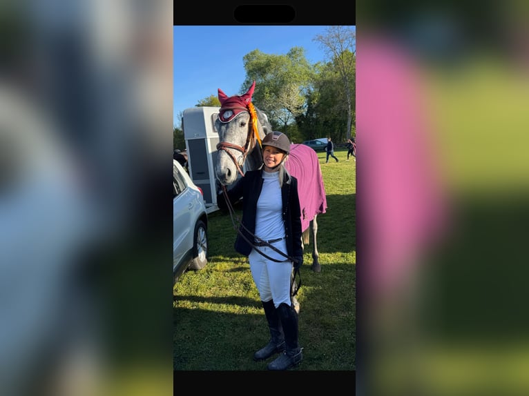Deutsches Sportpferd Wallach 5 Jahre 165 cm Apfelschimmel in Emmendingen