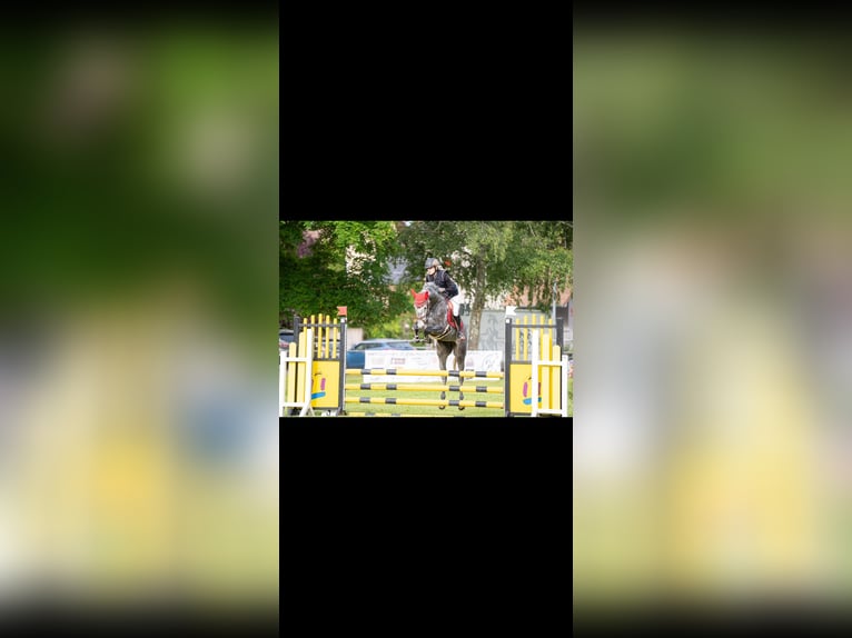 Deutsches Sportpferd Wallach 5 Jahre 165 cm Apfelschimmel in Emmendingen