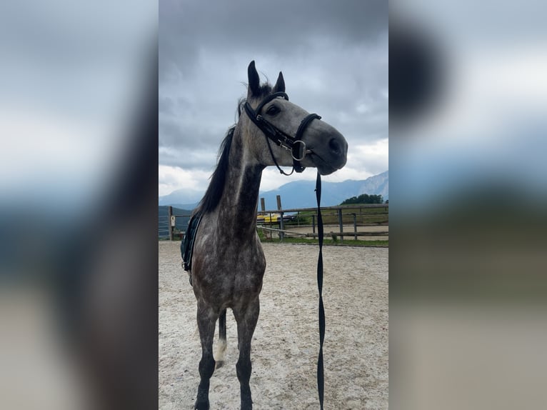 Deutsches Sportpferd Wallach 5 Jahre 165 cm Apfelschimmel in Innerschwand am Mondsee