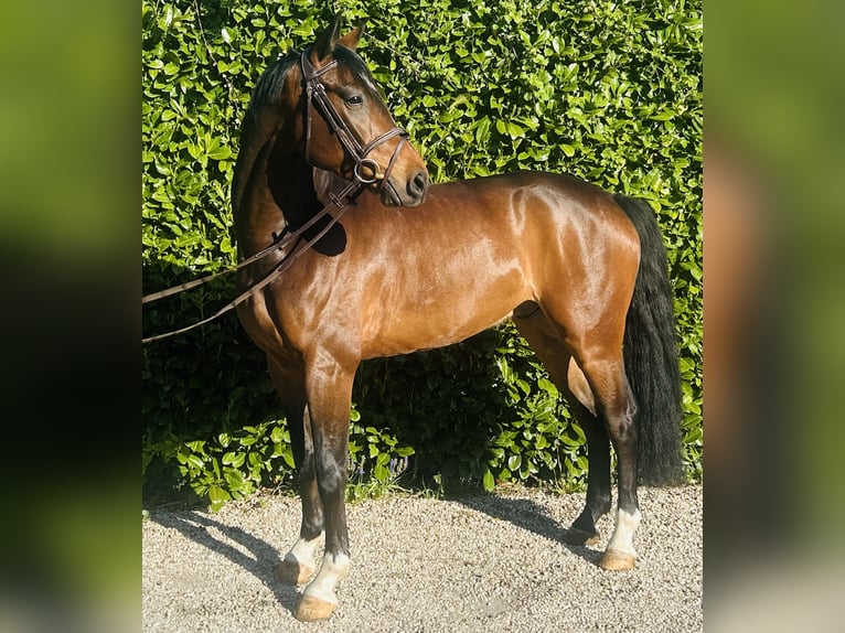 Deutsches Sportpferd Wallach 5 Jahre 165 cm Brauner in Bocholtz