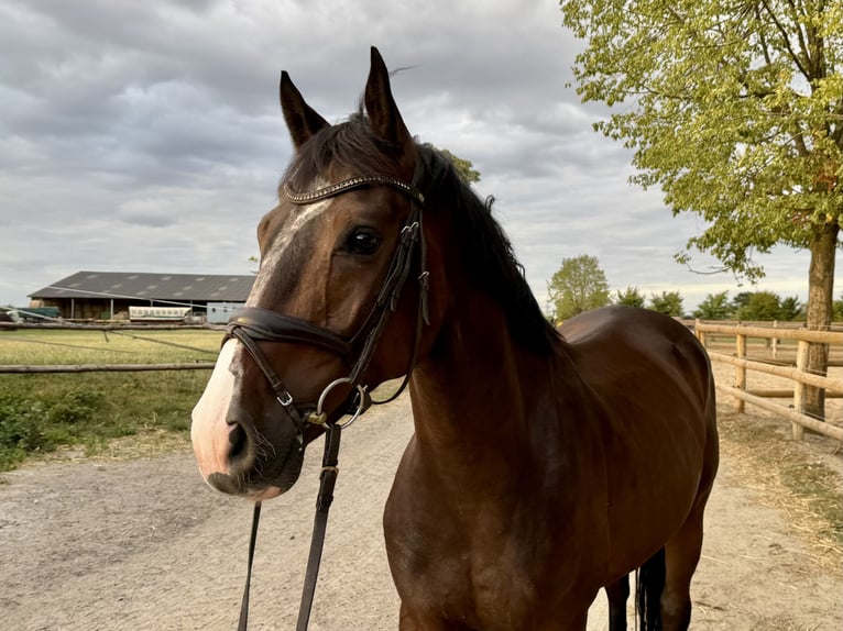 Deutsches Sportpferd Wallach 5 Jahre 165 cm Brauner in Grevenbroich