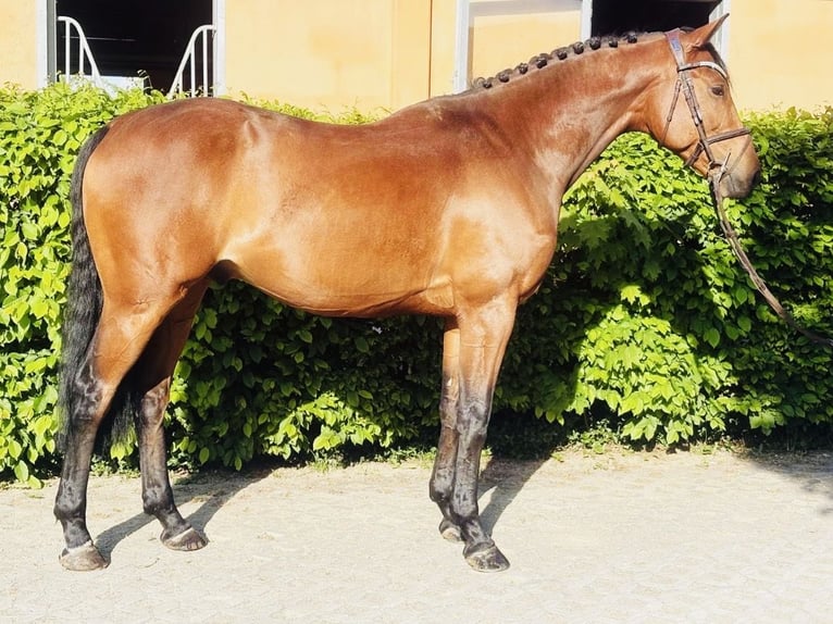 Deutsches Sportpferd Wallach 5 Jahre 165 cm Brauner in Ingolstadt