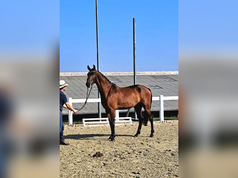 Deutsches Sportpferd Wallach 5 Jahre 165 cm Brauner in Biehlen