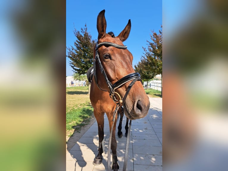 Deutsches Sportpferd Wallach 5 Jahre 165 cm Brauner in Biehlen