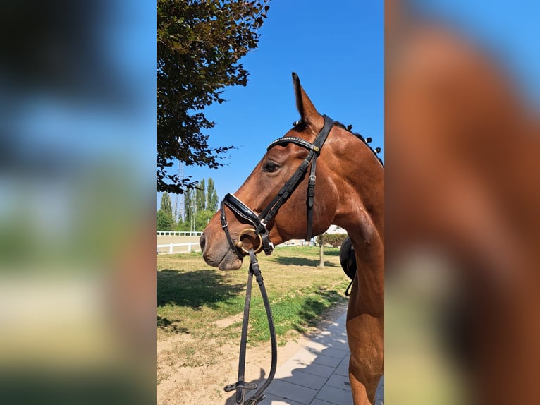 Deutsches Sportpferd Wallach 5 Jahre 165 cm Brauner in Biehlen