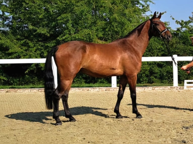 Deutsches Sportpferd Wallach 5 Jahre 165 cm Brauner in Biehlen