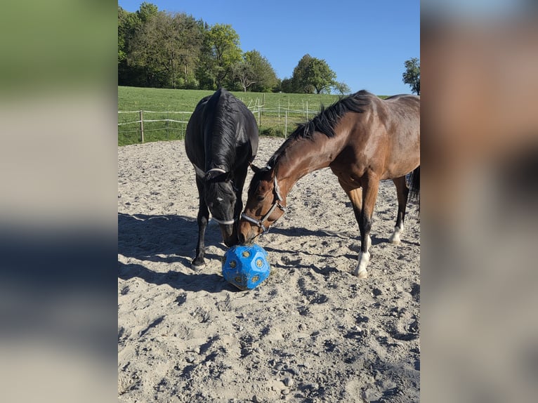 Deutsches Sportpferd Wallach 5 Jahre 165 cm  in Calw