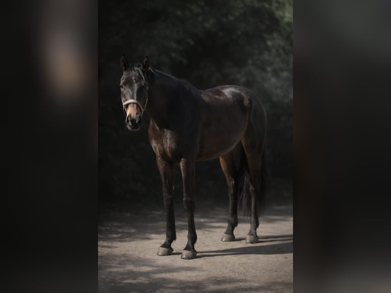 Deutsches Sportpferd Wallach 5 Jahre 165 cm Dunkelbrauner in Hegnenbach