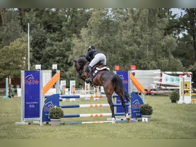 Deutsches Sportpferd Wallach 5 Jahre 165 cm Dunkelbrauner in Eppingen
