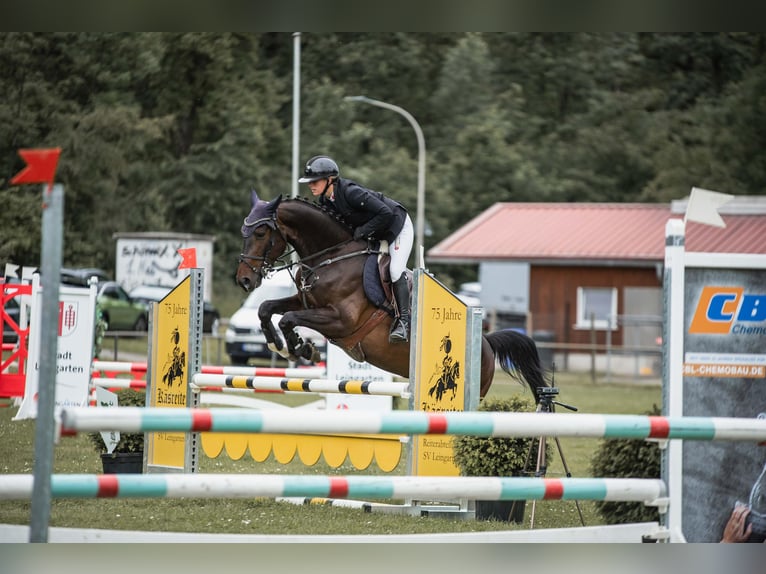 Deutsches Sportpferd Wallach 5 Jahre 165 cm Dunkelbrauner in Eppingen