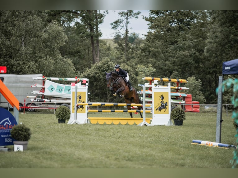Deutsches Sportpferd Wallach 5 Jahre 165 cm Dunkelbrauner in Eppingen