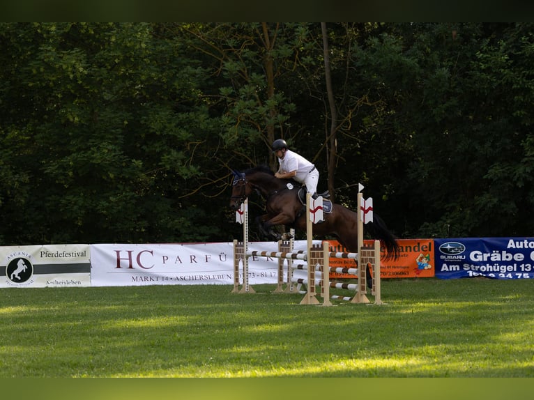 Deutsches Sportpferd Wallach 5 Jahre 165 cm Dunkelbrauner in Könnern