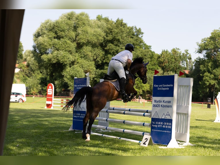 Deutsches Sportpferd Wallach 5 Jahre 165 cm Dunkelbrauner in Könnern