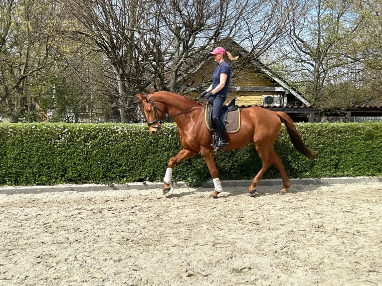 Deutsches Sportpferd Wallach 5 Jahre 165 cm Fuchs in Schönwalde