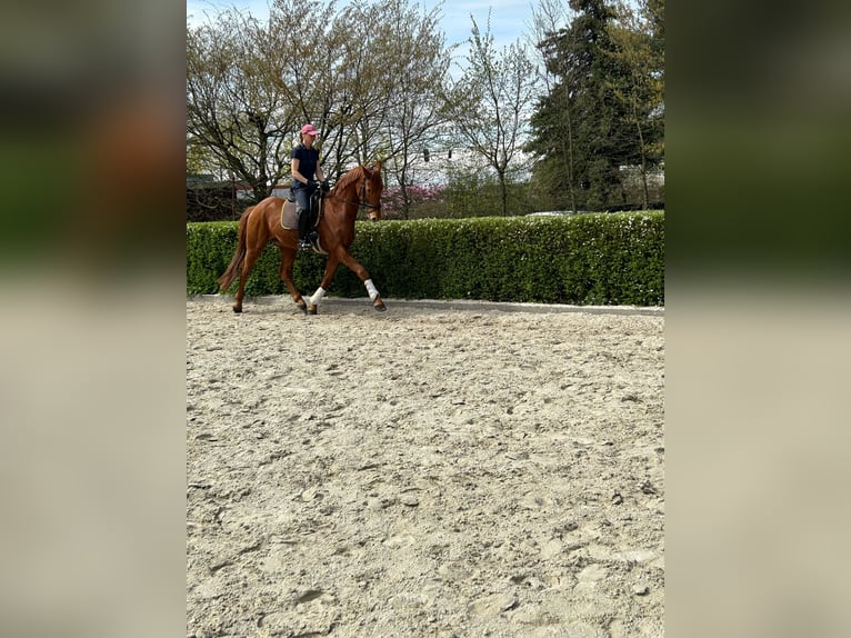 Deutsches Sportpferd Wallach 5 Jahre 165 cm Fuchs in Schönwalde