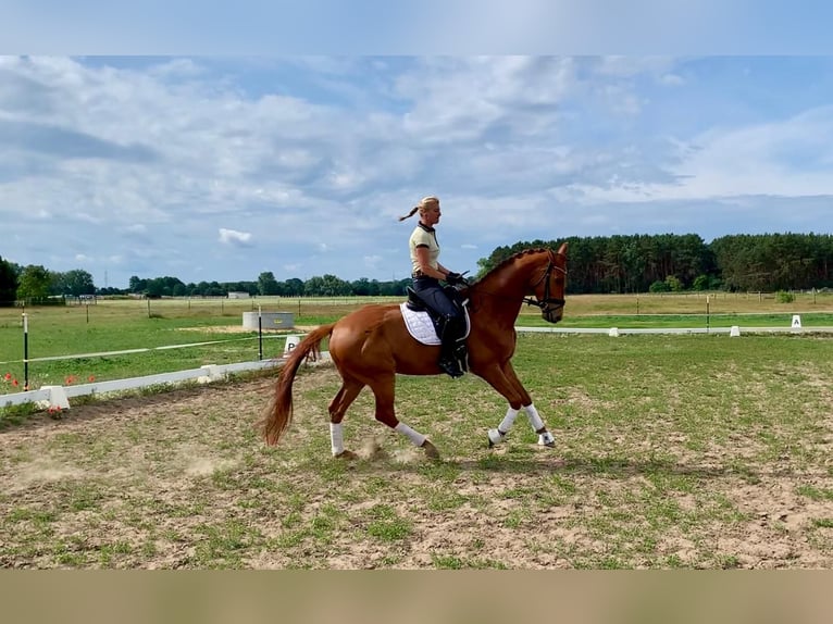 Deutsches Sportpferd Wallach 5 Jahre 165 cm Fuchs in Sch&#xF6;nwalde