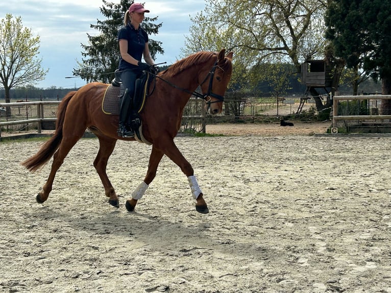 Deutsches Sportpferd Wallach 5 Jahre 165 cm Fuchs in Schönwalde