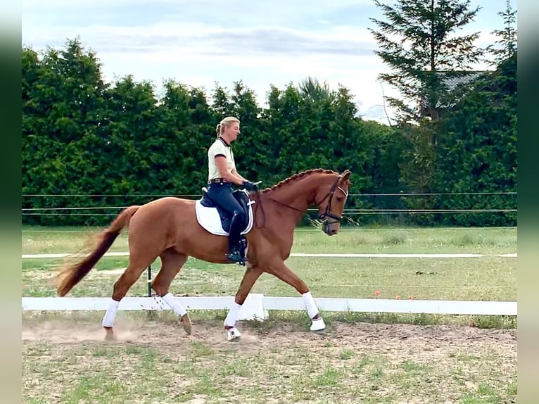 Deutsches Sportpferd Wallach 5 Jahre 165 cm Fuchs in Sch&#xF6;nwalde