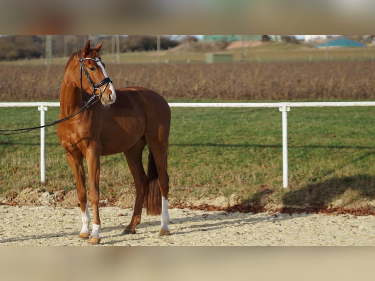 Deutsches Sportpferd Wallach 5 Jahre 165 cm Fuchs in Brilon
