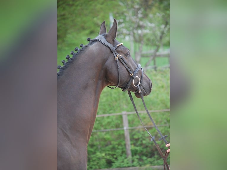 Deutsches Sportpferd Wallach 5 Jahre 165 cm Rappe in Lonsee