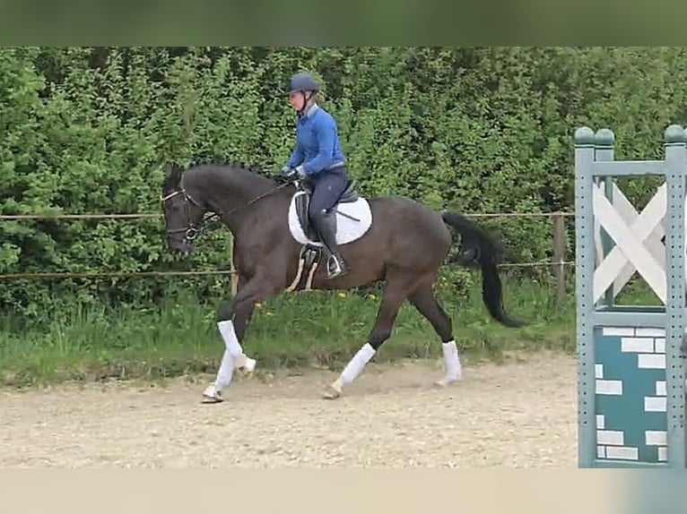 Deutsches Sportpferd Wallach 5 Jahre 165 cm Rappe in Lonsee