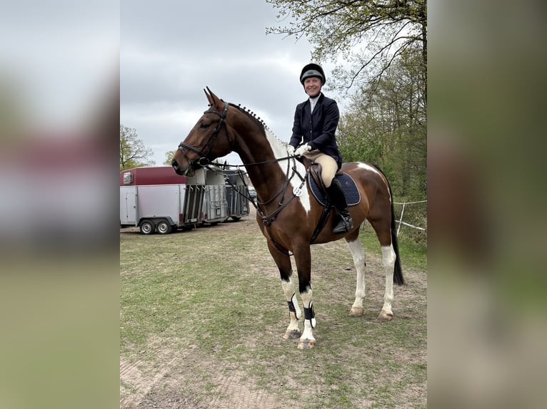 Deutsches Sportpferd Wallach 5 Jahre 165 cm Schecke in Aulosen