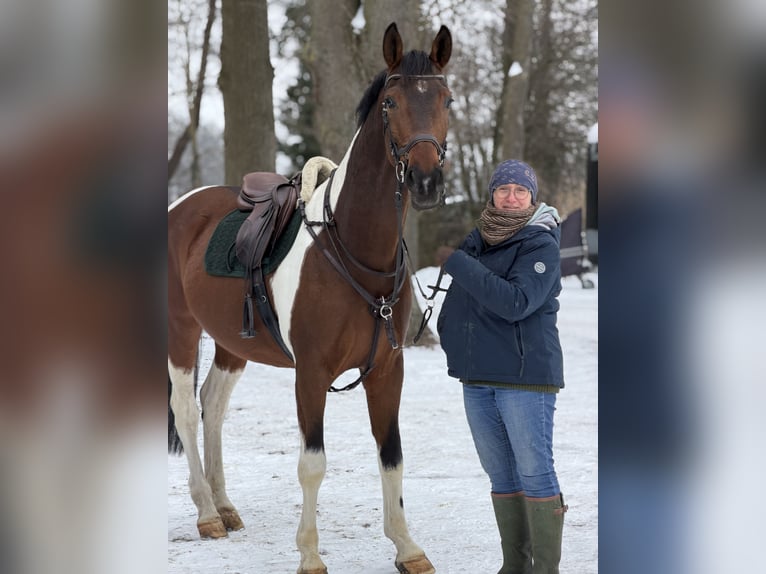 Deutsches Sportpferd Wallach 5 Jahre 165 cm Schecke in Aulosen