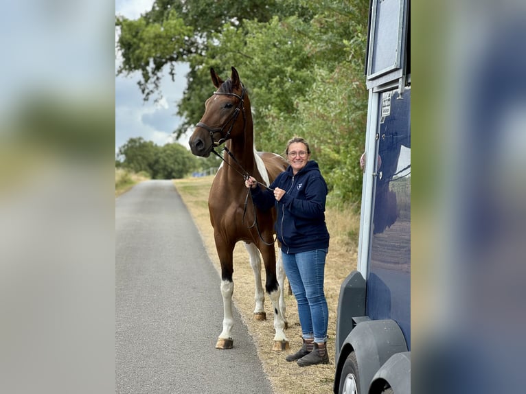 Deutsches Sportpferd Wallach 5 Jahre 165 cm Schecke in Aulosen