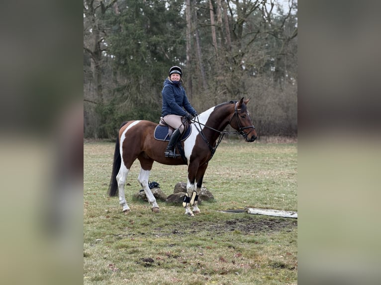 Deutsches Sportpferd Wallach 5 Jahre 165 cm Schecke in Aulosen