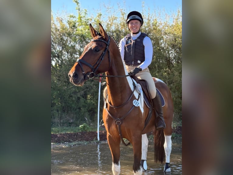 Deutsches Sportpferd Wallach 5 Jahre 165 cm Schecke in Aulosen