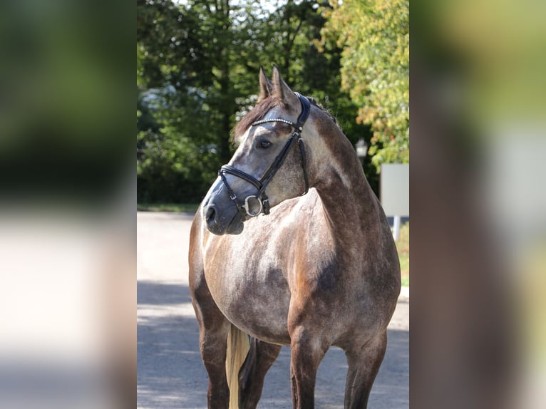 Deutsches Sportpferd Wallach 5 Jahre 165 cm Schimmel in Schwäbisch Hall
