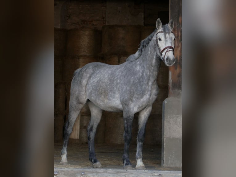 Deutsches Sportpferd Wallach 5 Jahre 165 cm Schimmel in Landsberg