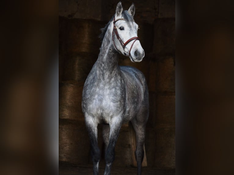 Deutsches Sportpferd Wallach 5 Jahre 165 cm Schimmel in Landsberg