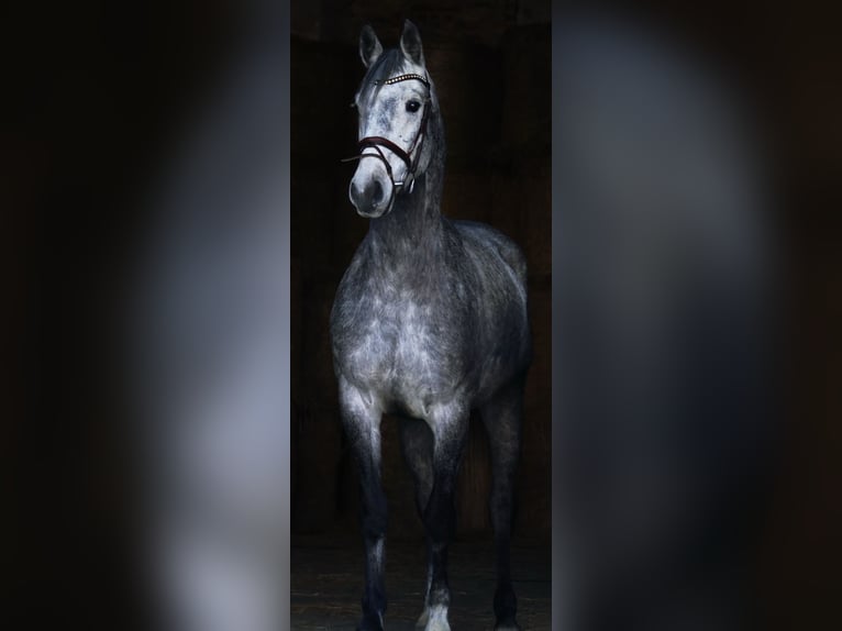 Deutsches Sportpferd Wallach 5 Jahre 165 cm Schimmel in Landsberg