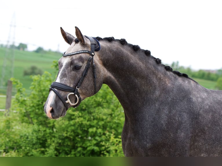 Deutsches Sportpferd Wallach 5 Jahre 166 cm Apfelschimmel in Öhringen