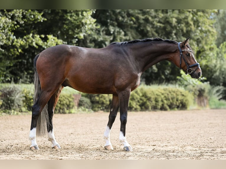 Deutsches Sportpferd Wallach 5 Jahre 166 cm Brauner in Riedstadt