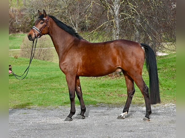 Deutsches Sportpferd Wallach 5 Jahre 166 cm Brauner in Weilheim an der Teck