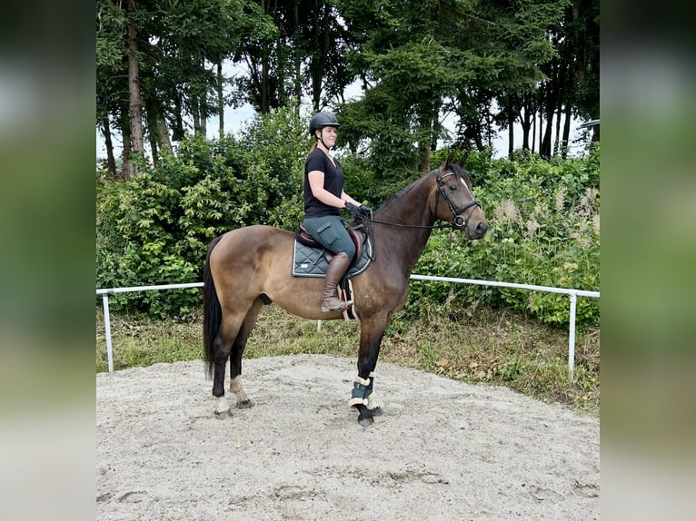 Deutsches Sportpferd Wallach 5 Jahre 166 cm Brauner in pelmberg