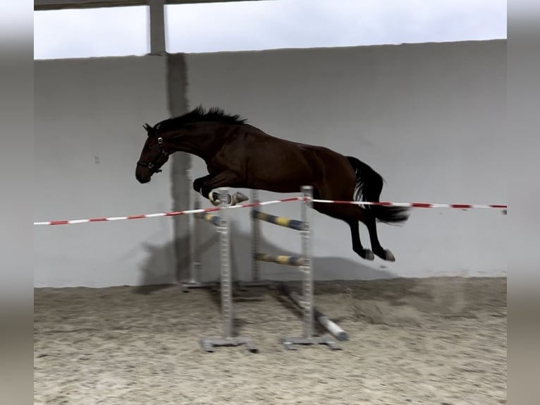 Deutsches Sportpferd Wallach 5 Jahre 166 cm Brauner in Merkers-Kieselbach