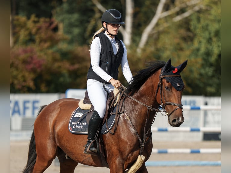 Deutsches Sportpferd Wallach 5 Jahre 166 cm Brauner in Merkers-Kieselbach