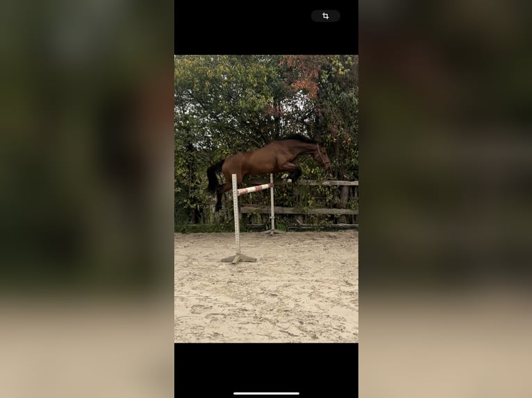 Deutsches Sportpferd Wallach 5 Jahre 166 cm Brauner in Merkers-Kieselbach