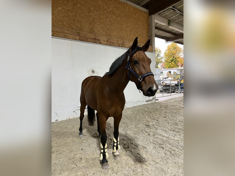 Deutsches Sportpferd Wallach 5 Jahre 166 cm Brauner in Merkers-Kieselbach