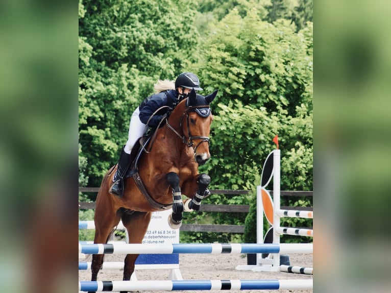 Deutsches Sportpferd Wallach 5 Jahre 166 cm Brauner in Merkers-Kieselbach