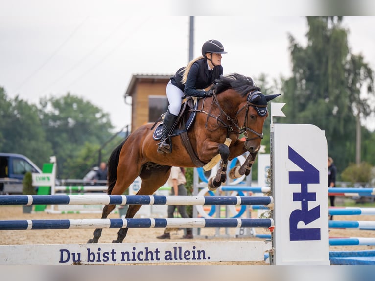 Deutsches Sportpferd Wallach 5 Jahre 166 cm Brauner in Merkers-Kieselbach