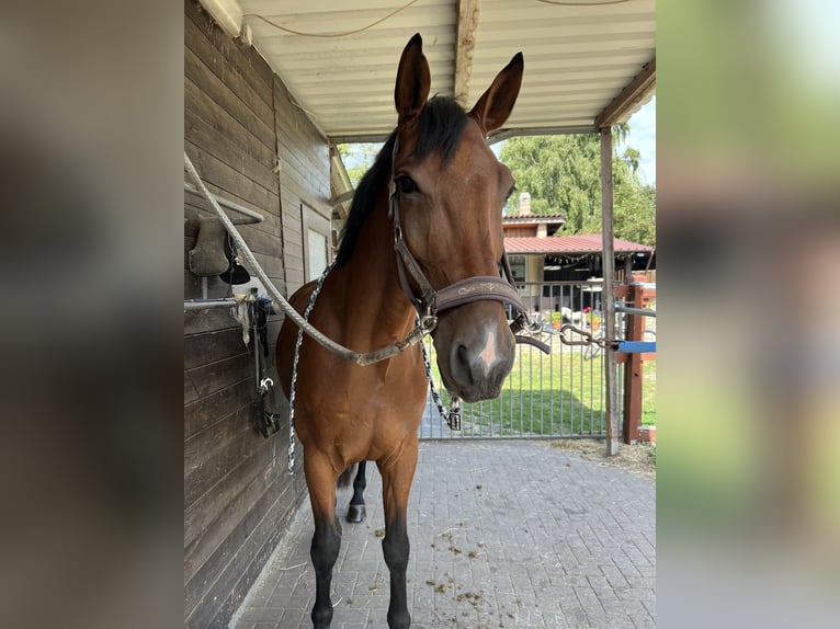 Deutsches Sportpferd Wallach 5 Jahre 166 cm Brauner in Merkers-Kieselbach