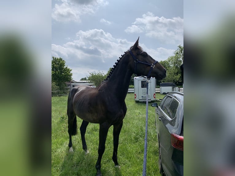Deutsches Sportpferd Wallach 5 Jahre 166 cm Brauner in Thedinghausen